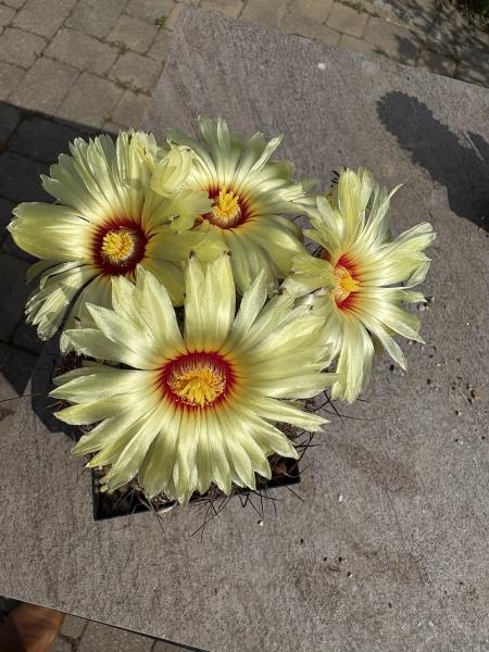 Astrophytum capricorne nudum
